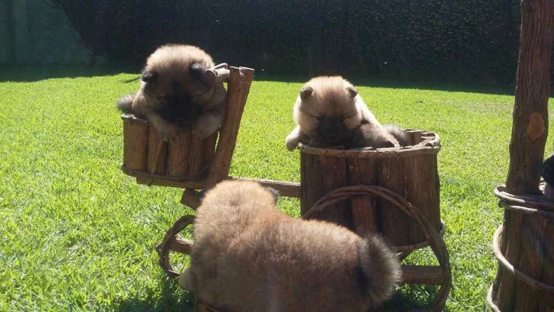 Lindos Filhotes de Chow Chow