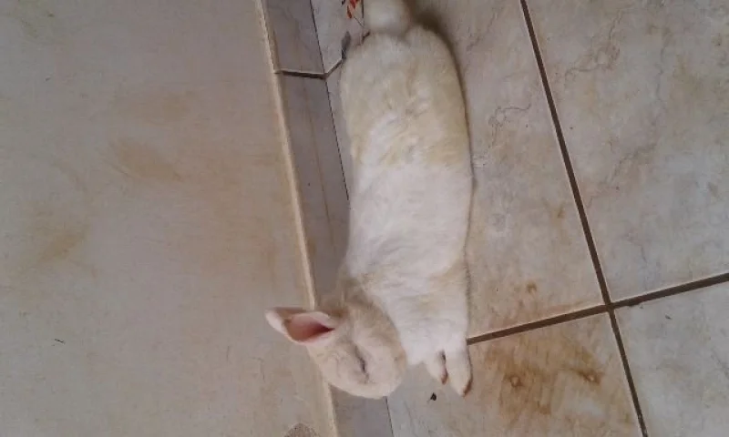 Vende Mini Coelho