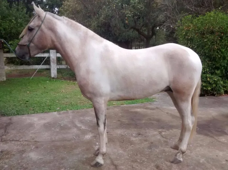Potro Mangalarga Marchador