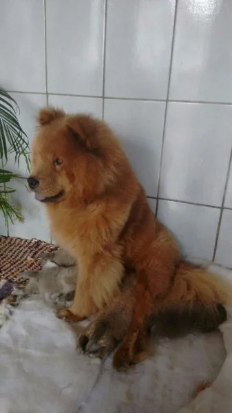 Filhote de Chow Chow