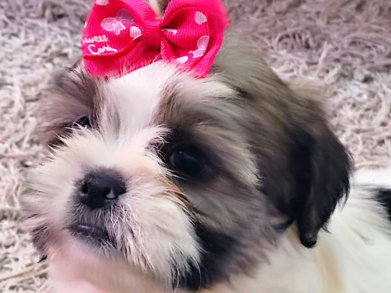 Lindas Fêmeas de Lhasa Apso