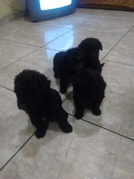 Filhotes de Poodle