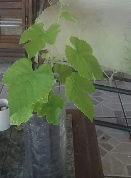 Mudas de Uva
