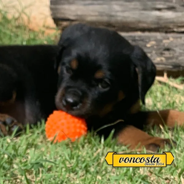 Rottweiler Macho