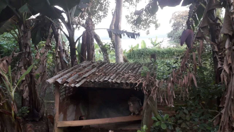 Mini Chácara, Espaço Pra Criar Animais, e Planta