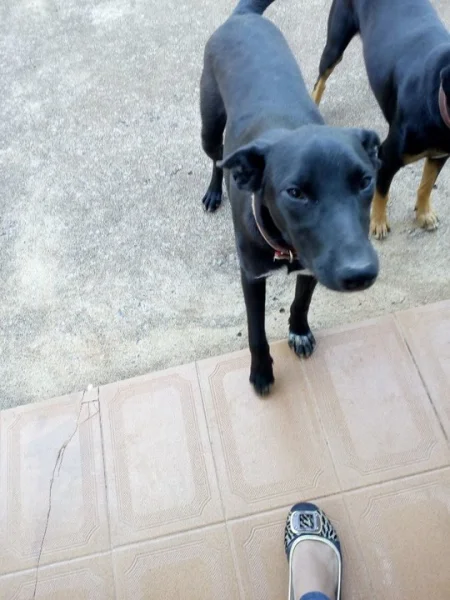 Doando Cachorro