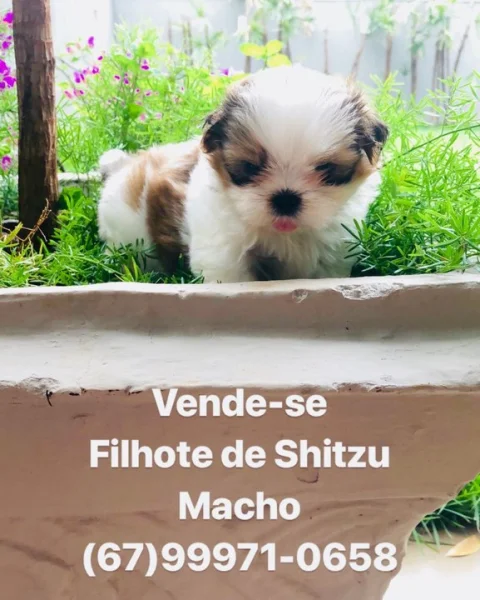 Filhote de Shitzu