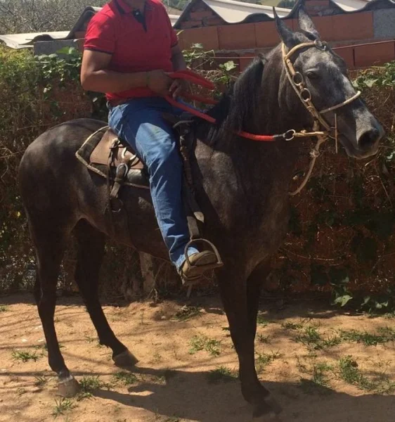 Potro Mangalarga Mineiro