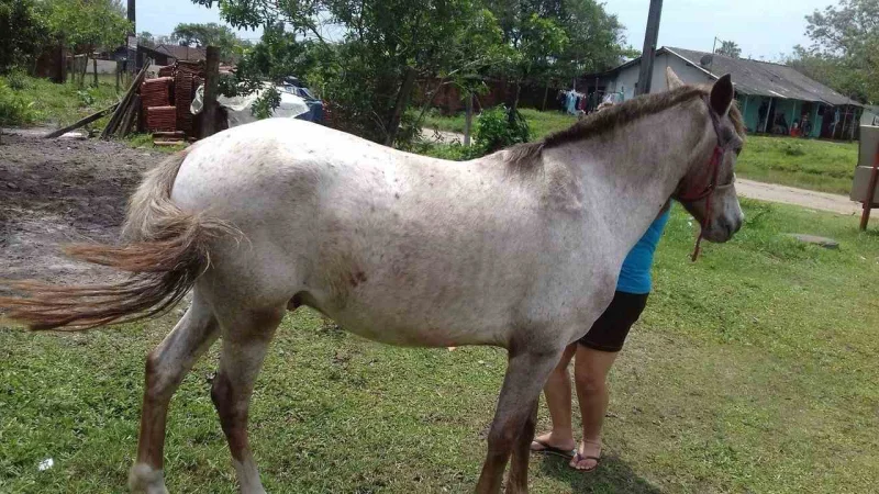 Casal Equino