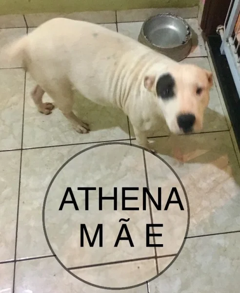 Filhotes de Pitbull
