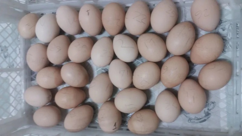 Ovos de Pavoa