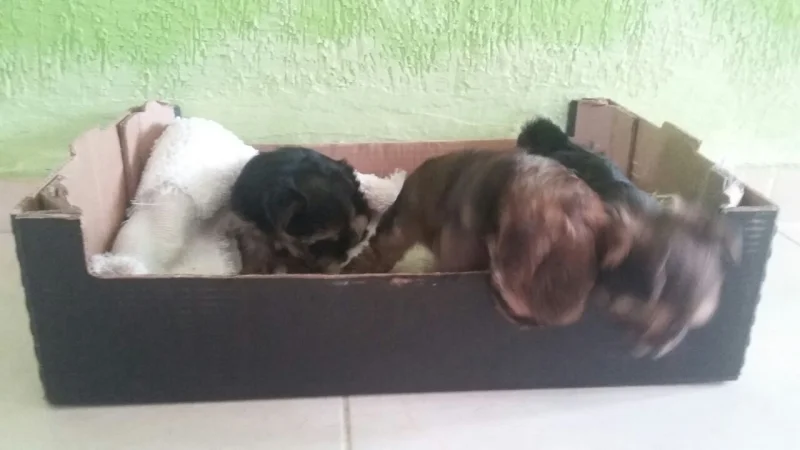 Vendo Filhotes de Yorkshire