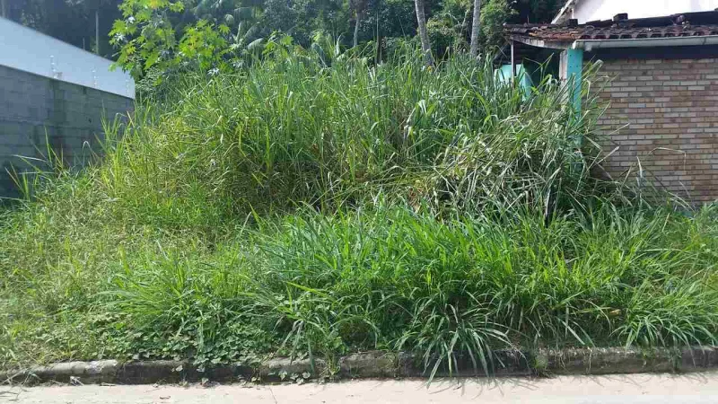 Ref. M2053 Terreno Massaguaçu Caraguatatuba