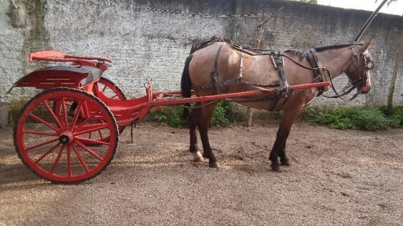 égua com Charrete