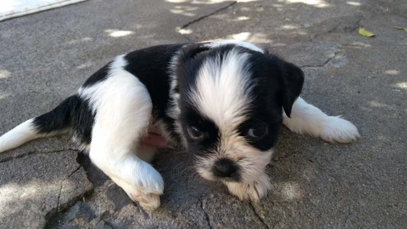 Vendo Filhotes de Shih Tzu
