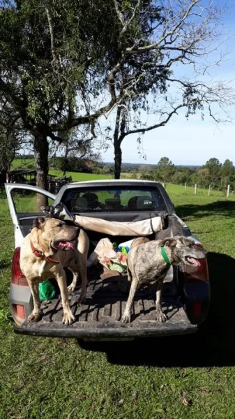 Filhotes de Cimarron Uruguaio
