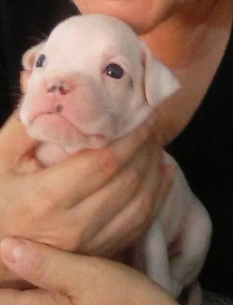 Lindos Filhotes de Boxer Brancos