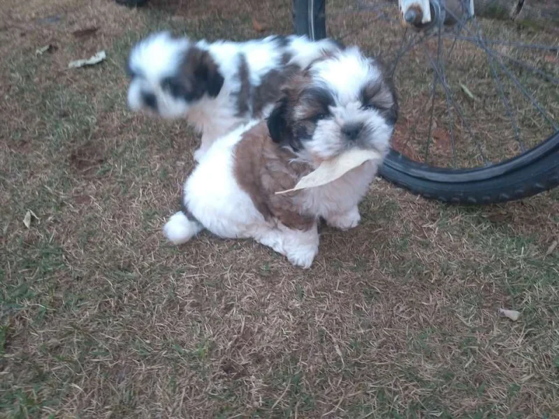 Vende Lindos Filhotes de Shith Zu