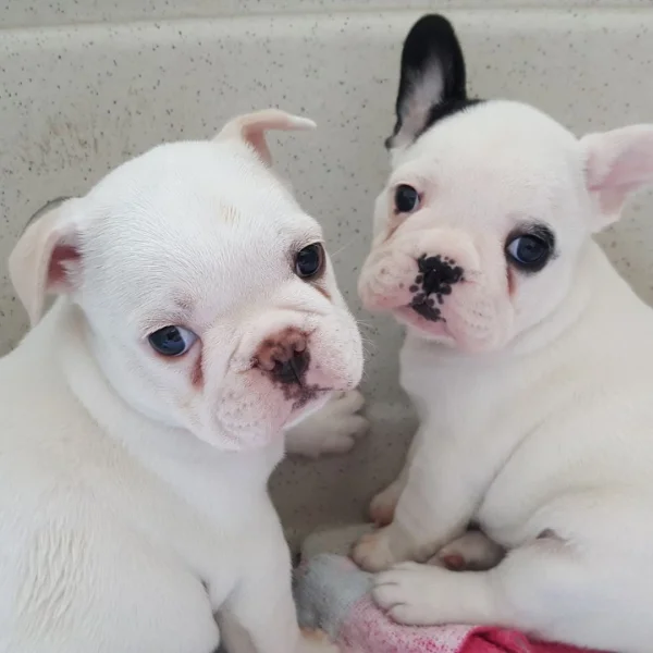 Bulldog Francês Filhote Casal com 36 Dias
