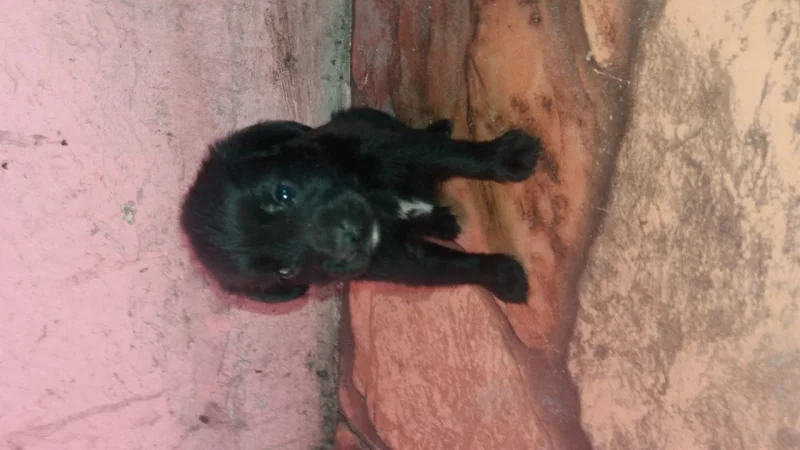 Vendo Cachorro Filhote
