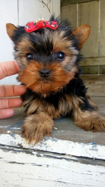 Yorkshire Terrier Império York