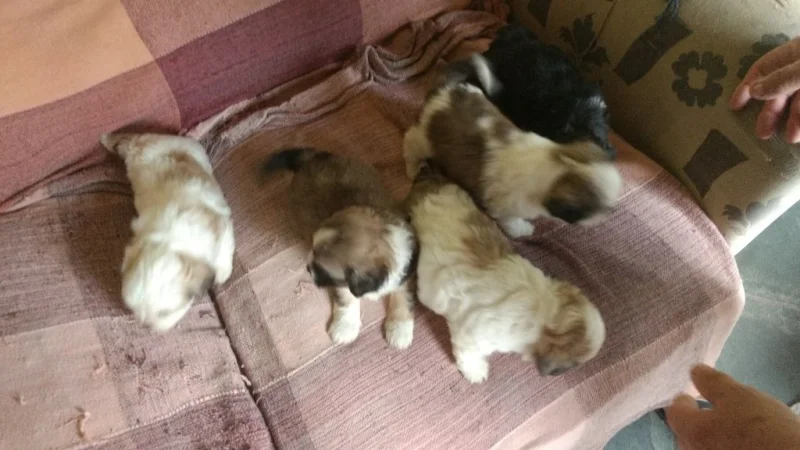 Lindos Filhotes de Lhasa Apso