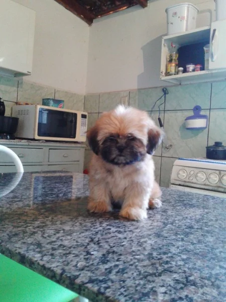 Shit Tzu Amigo