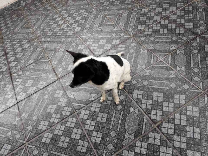 Cachorrinha Dócil Pequena