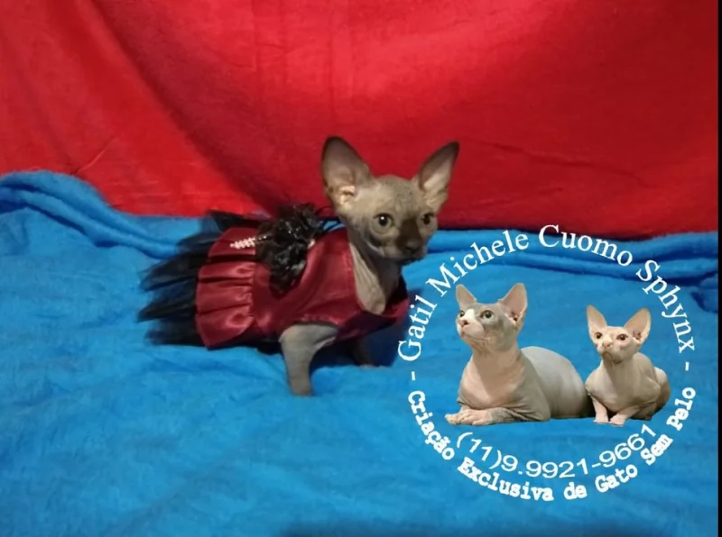 Sphynx - Gato sem Pelo, Pelado Egípcio _ Filhotes com Pedigree, Vacina