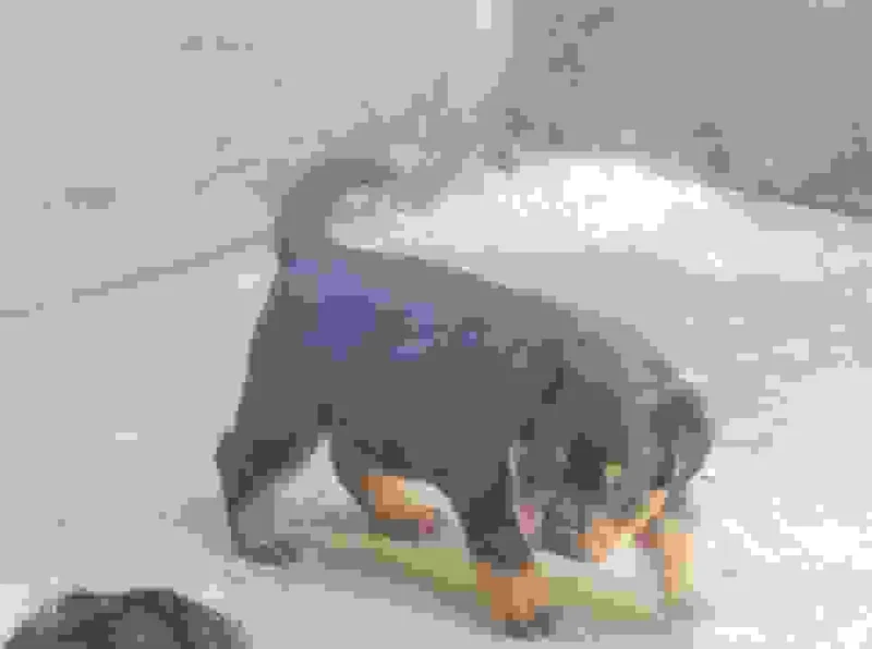 Rottwaile