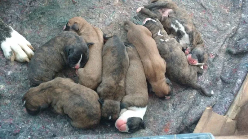 Filhotes Bóxer Alemão com Pedigree à Venda
