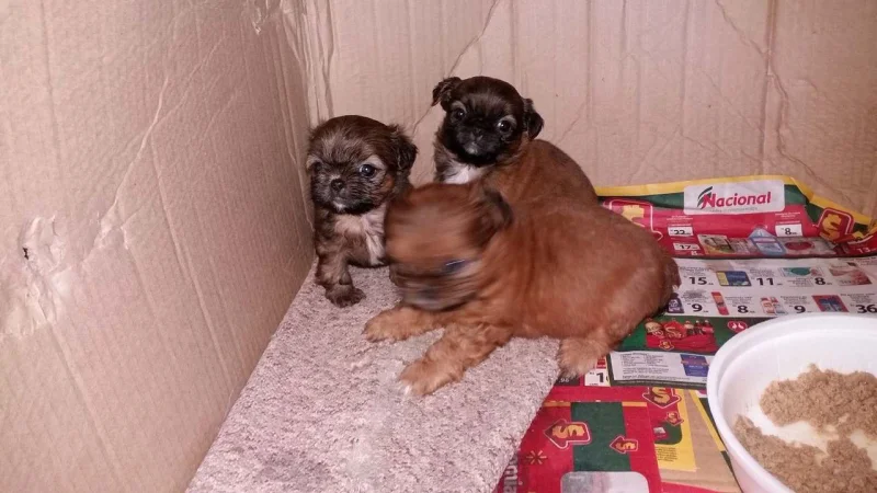 Filhotes Shihtzu