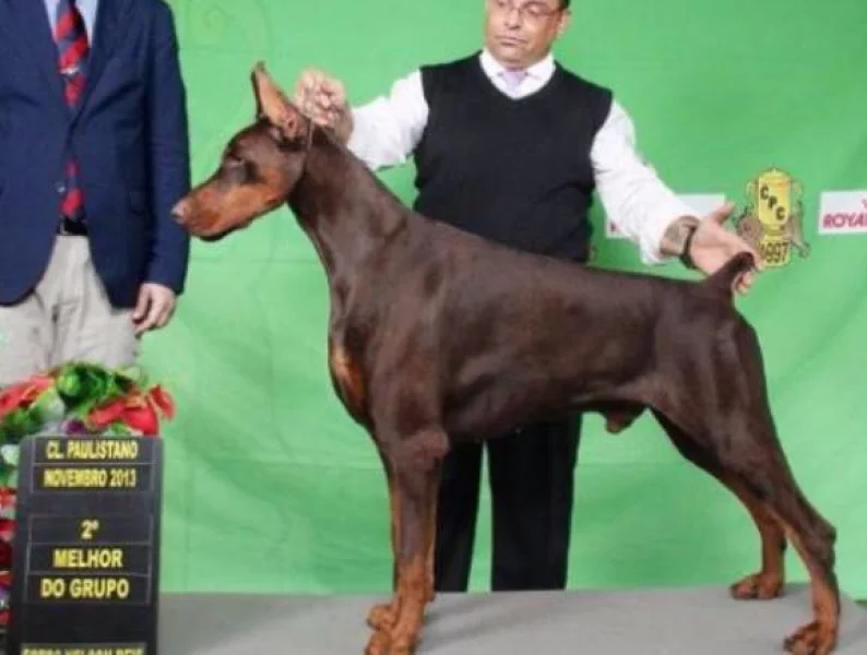 Filhotes de Dobermans