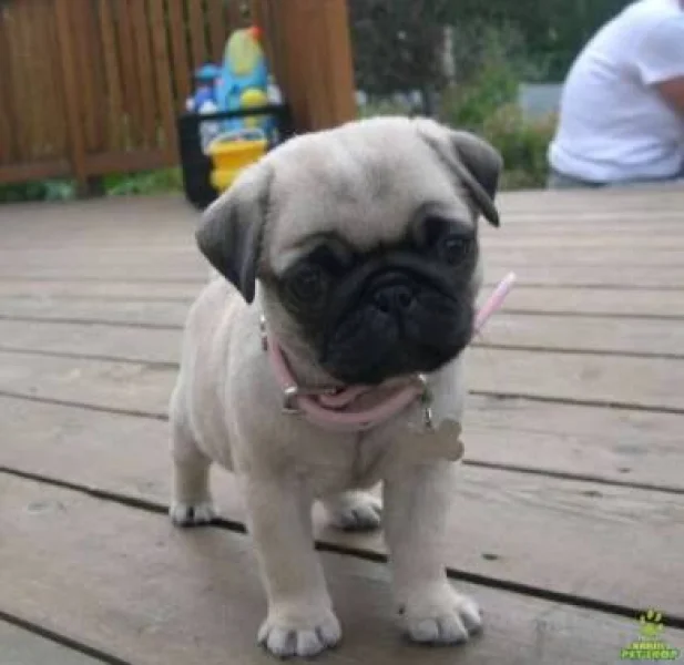 Filhote de Pug Grátis