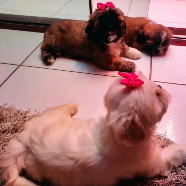 Filhotes de Lhasa Apso
