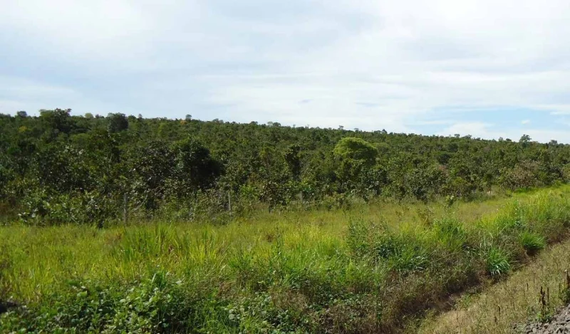 Vendo Fazenda 9600 Hectares