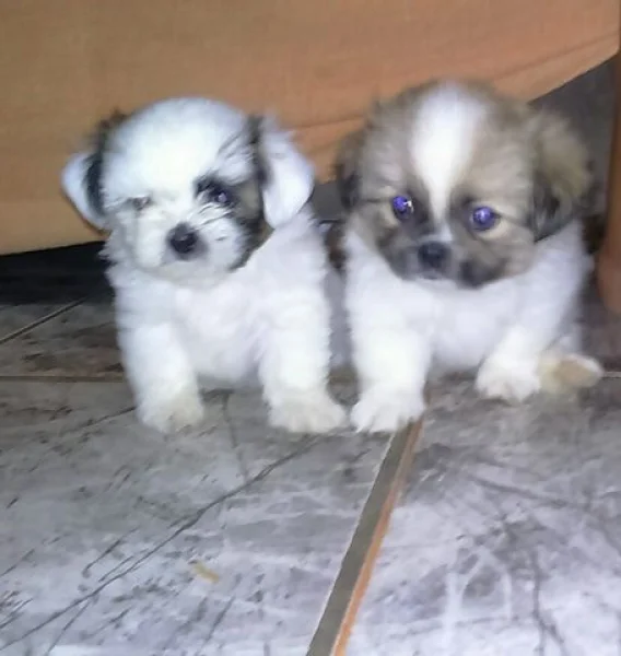 Vendo Dois Filhotes Macho da Raça Shitzhu