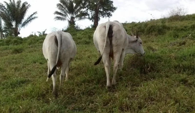 Doação de Gado