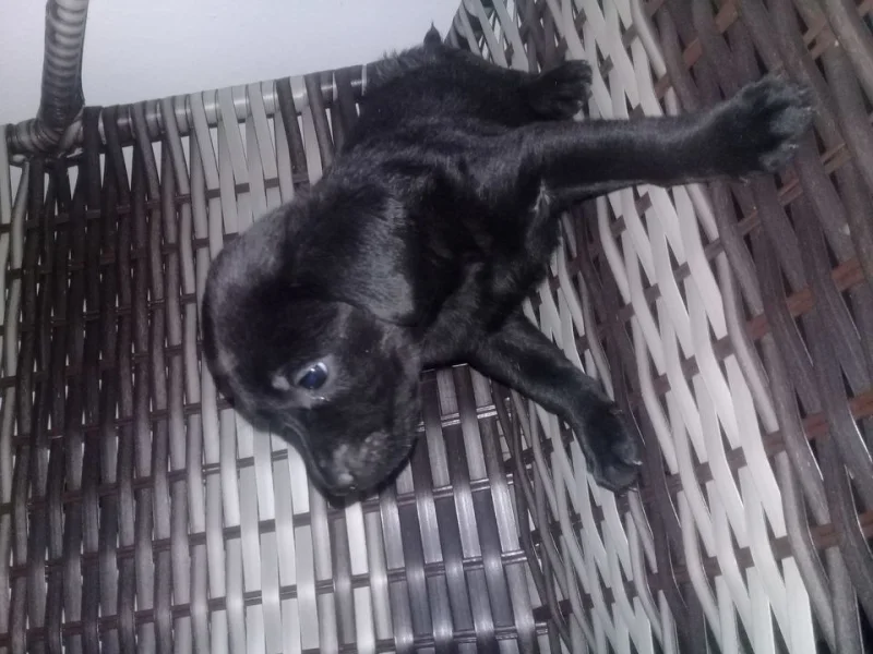 Filhotes Labrador