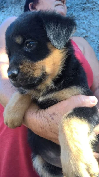 Filhotes de Rottweiler