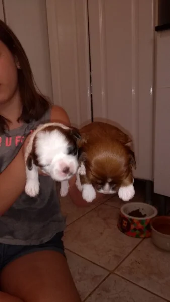 Lhasa Apso