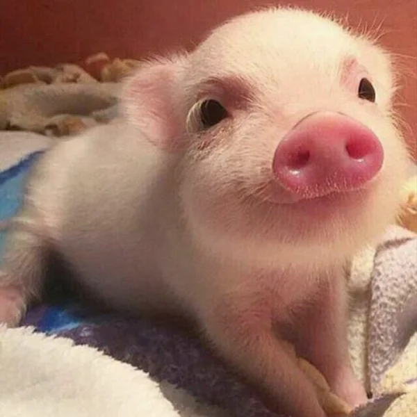 Doação de uma Porquinha Filhote (fêmea) Bem Pequena