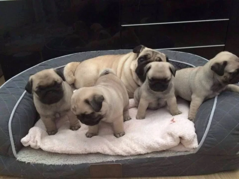 Filhotes Pug Encantadores Disponíveis