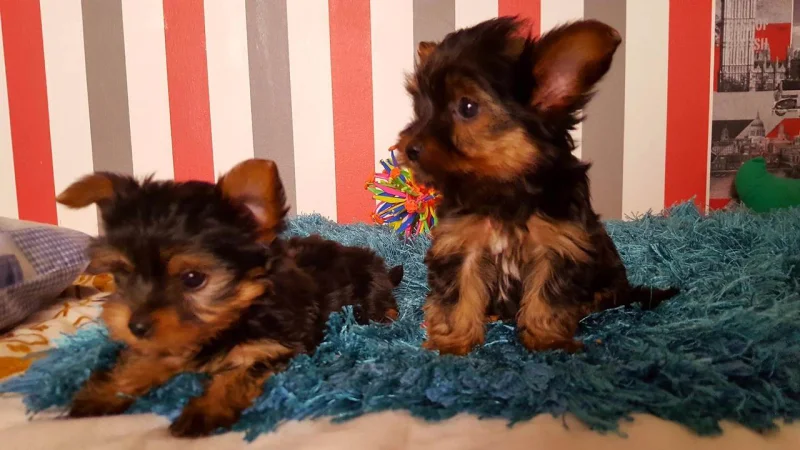 Yorkshire Terrier Filhote Fêmea e Macho