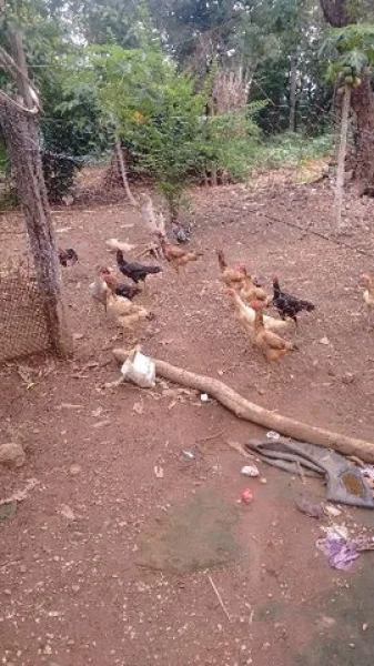 16 Flangas índia (lindas)