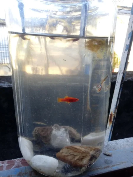 Aquario Nao Precisa Bomba