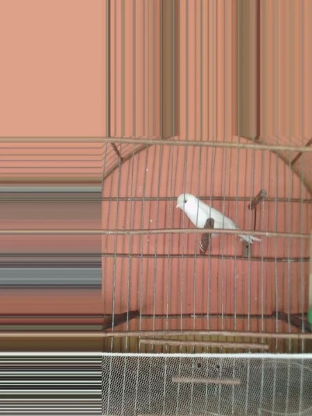 Vendo Canários Belga Todo Tipo de Cor